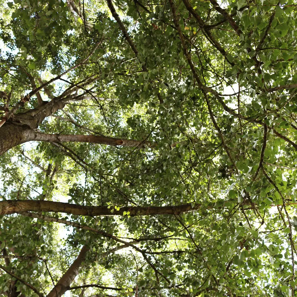green_forrest.jpg